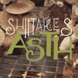 Shitakes Asth